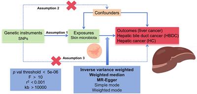 A Mendelian randomization analysis reveals the multifaceted role of the skin microbiota in liver cancer